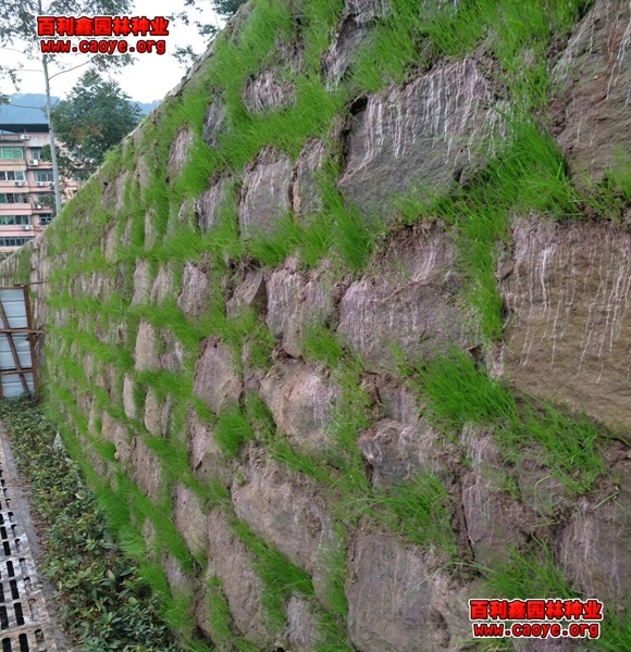 山体边坡生态袋护坡草种狗牙根批发 山体边坡生态袋护坡草种狗牙根批发
