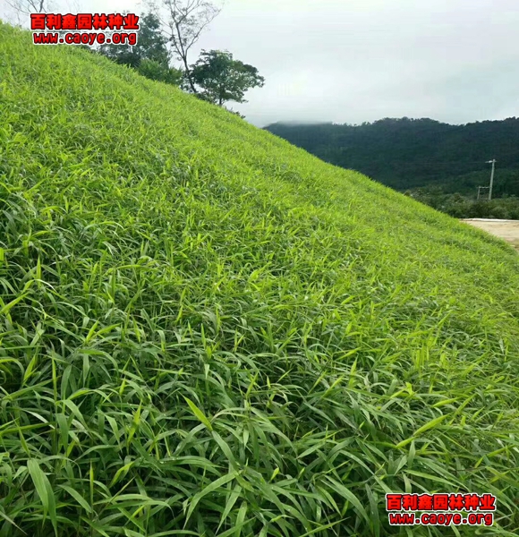 优质护坡草怎么种发芽率好的草种哪里的便宜