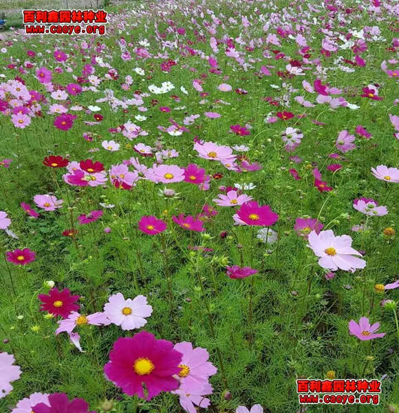 牧草种子 生态护坡价格