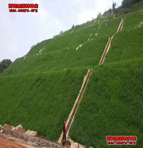 边坡绿化工程需要哪些种子 边坡绿化工程需要哪些种子