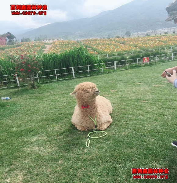 云南护坡种草用三维植被网 云南护坡种草用三维植被网