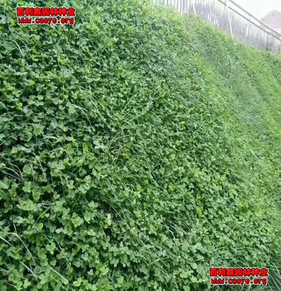 zui适宜的护坡草种子
