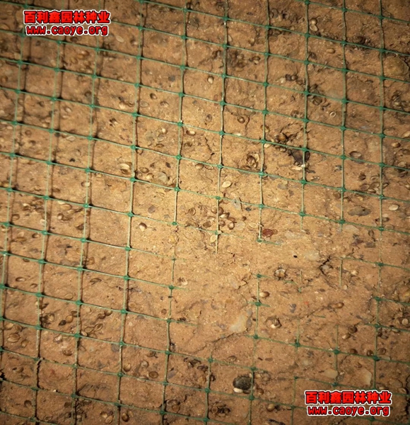 供应成都高速公路边坡草种子 供应成都高速公路边坡草种子