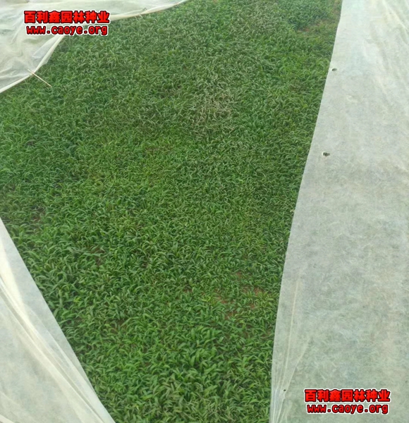 高速草坪种子护坡耐旱的草种厂家 高速草坪种子护坡耐旱的草种厂家