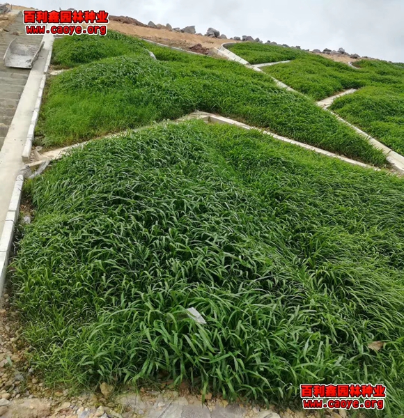 河道边坡种草生态 河道边坡种草生态