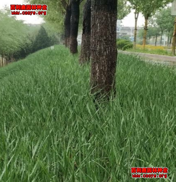 边坡绿化方式有哪几种 边坡绿化方式有哪几种