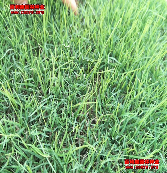 牧草种子批发 边坡绿化无纺布 牧草种子批发 边坡绿化无纺布