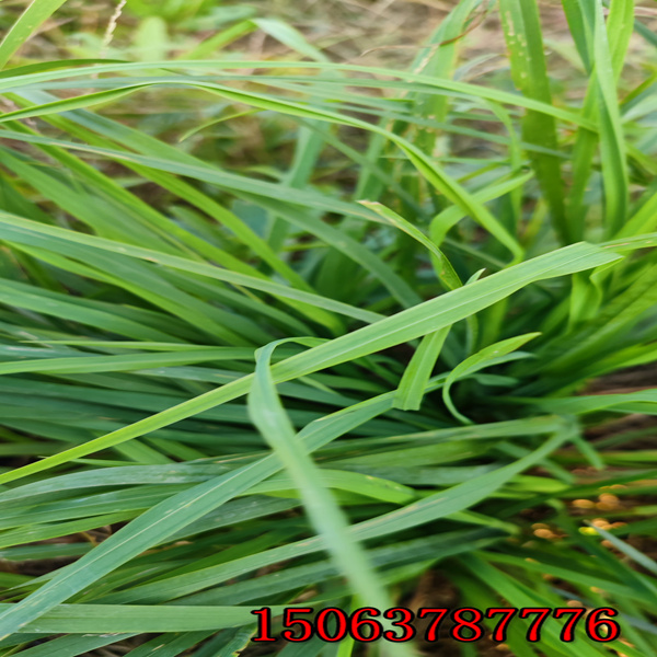 眉山牧草种子的批发市场