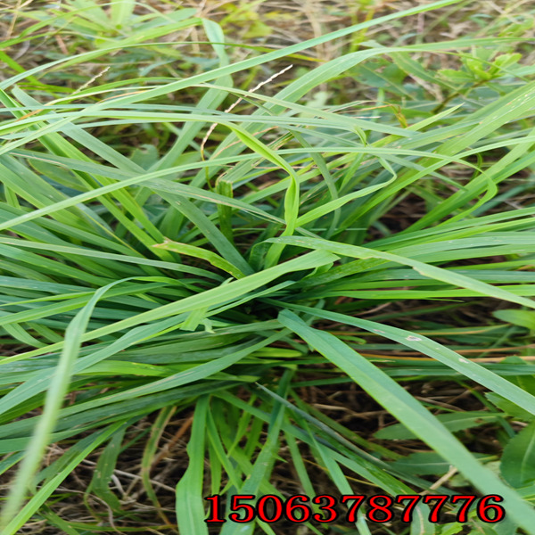 眉山牧草种子的批发市场